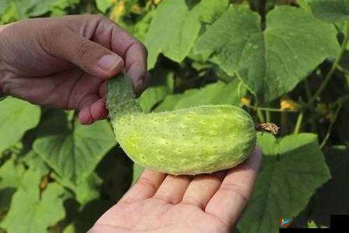 色多多丝瓜草莓秋葵小猪芭乐茄子：各类蔬果齐聚一堂