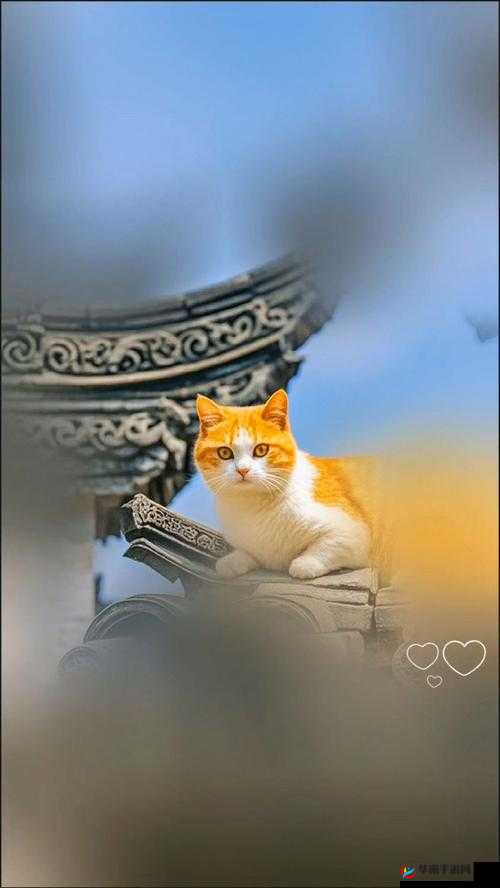 小黄猫星空传媒映人口：一场独特的视觉盛宴