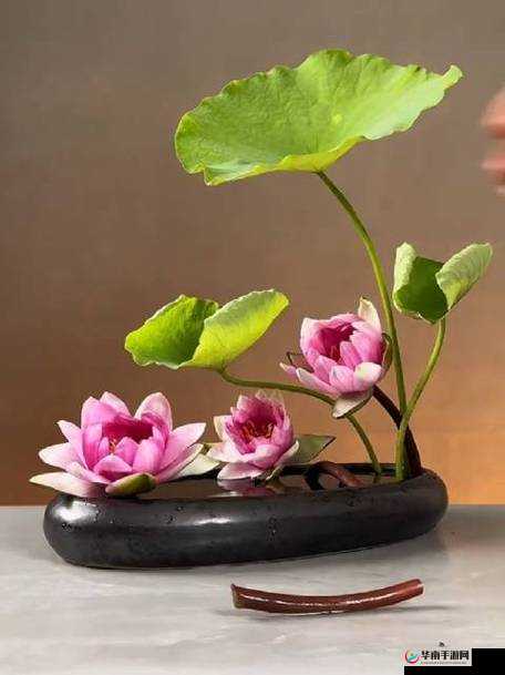 倒插莲花究竟是怎样一种独特的形态模样呢