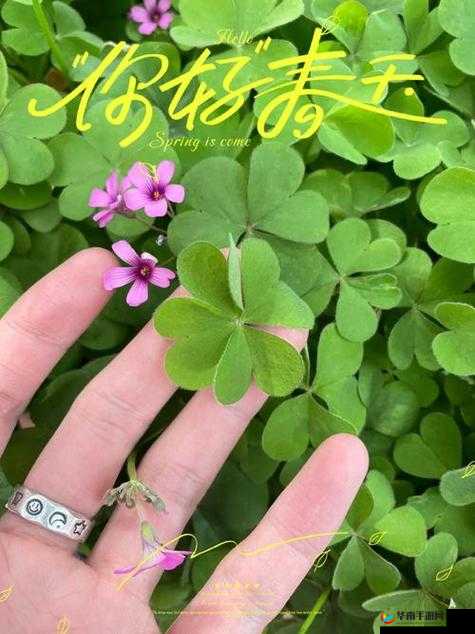 成品人和精品人的区别四叶草中如何体现之深入分析与详细解读