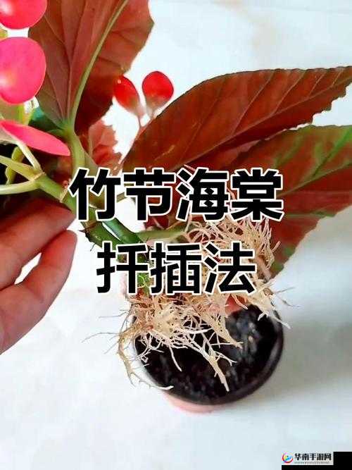 72 种 45 分钟扦插方式嘉善圈：探索独特扦插技巧的宝藏之地