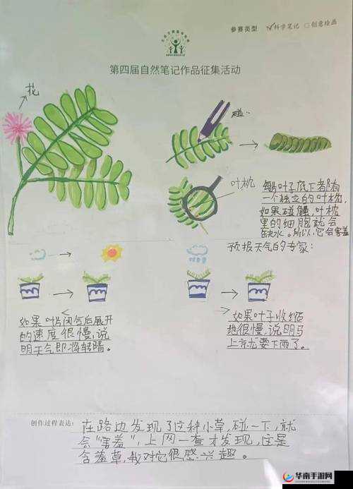含羞草人体艺术：艺术与自然的完美结合