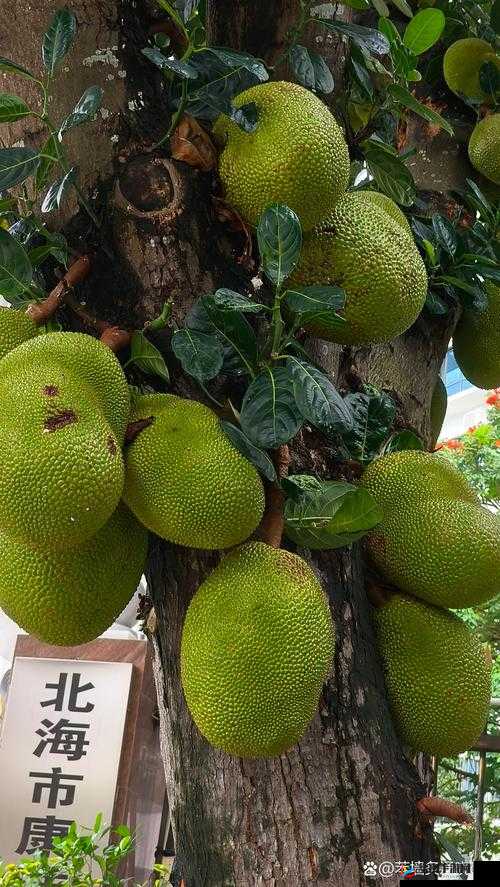 菠萝菠萝蜜视频在线观看大全:丰富多样精彩呈现