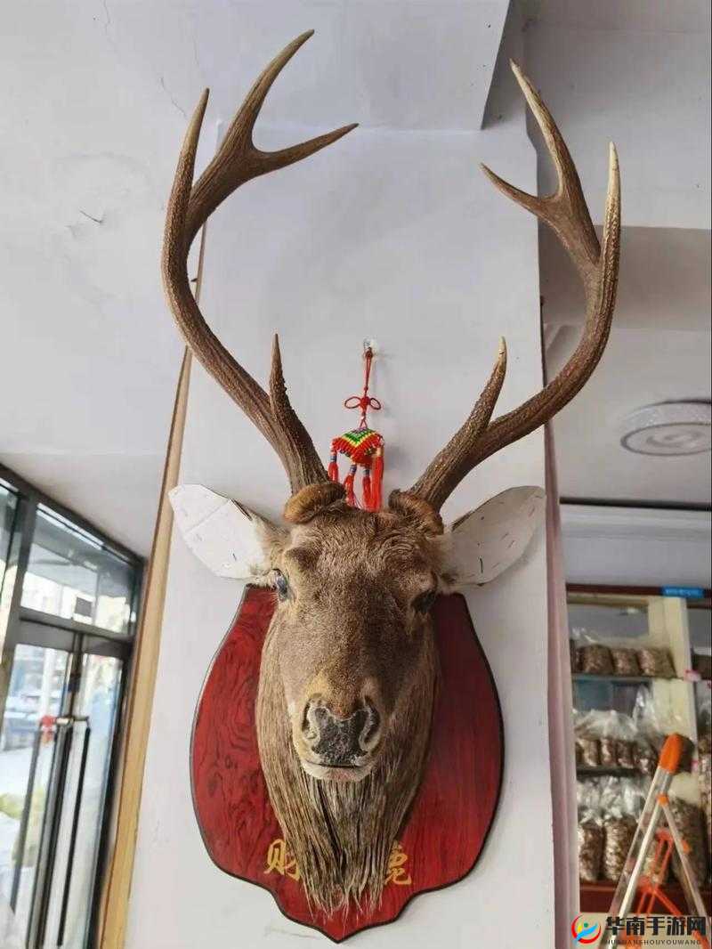 头上戴了麋鹿的是谁呢？在资源管理中的重要性及高效利用策略