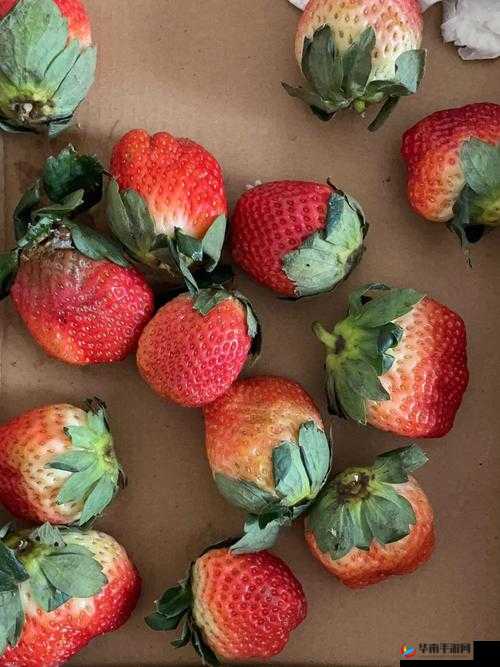 无尽画廊草莓视频：艺术与感官的奇妙交融