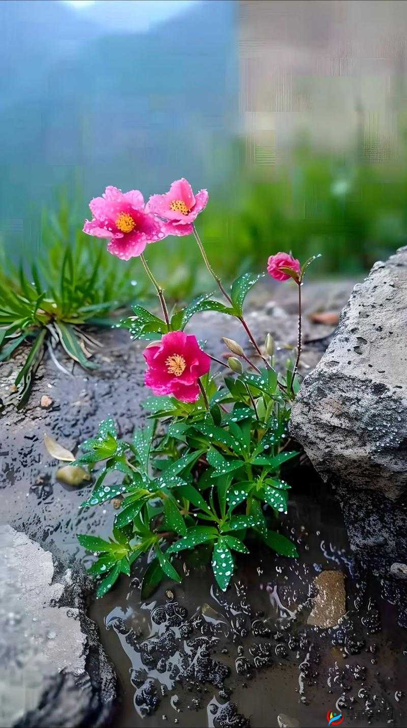 野花韩国视频免费观看高清完整版：邂逅大自然的美丽与宁静