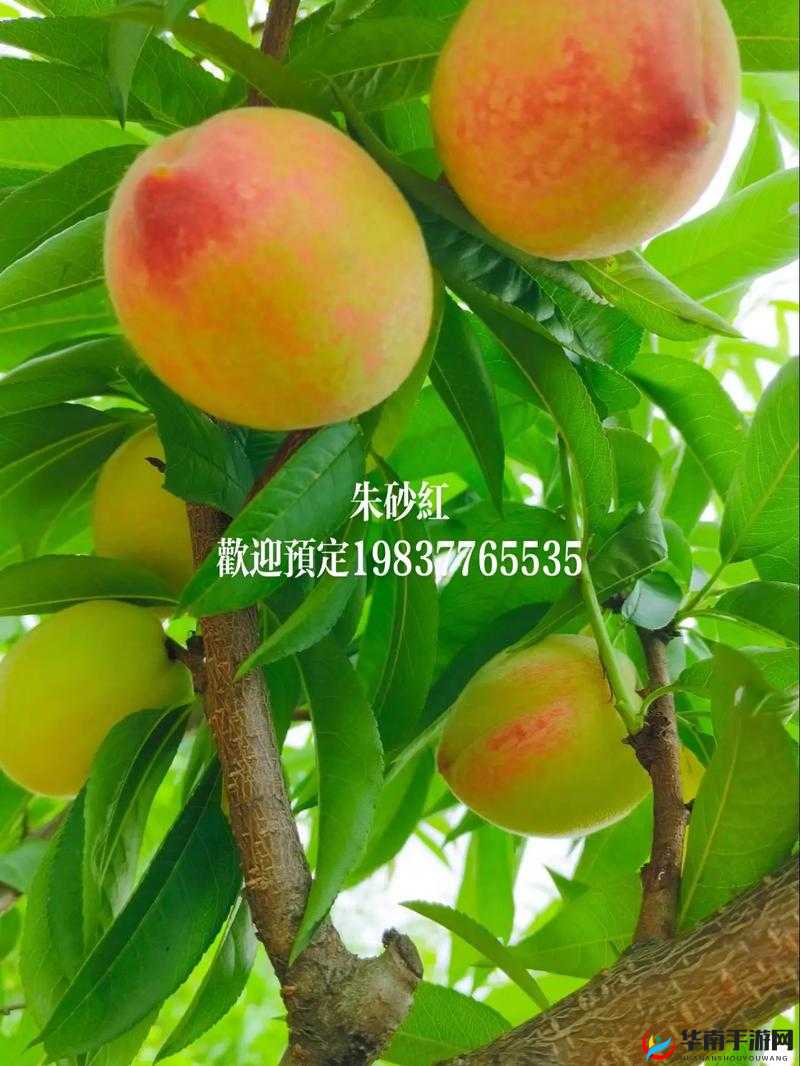 红桃精品国产精品：独特魅力引领品质风尚