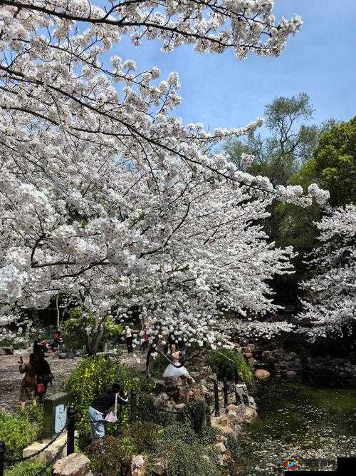 野花社区日本免费图片:带你领略日本野花的独特魅力