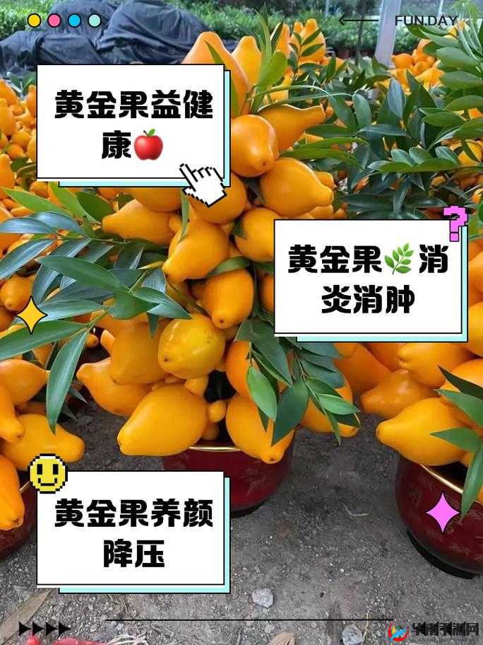 我的起源黄金果实获得方法与兑换攻略