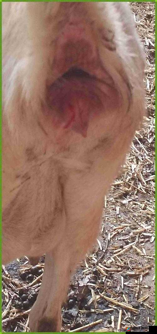 人进入羊的水门怎么办：深度剖析这一特殊情况的应对策略