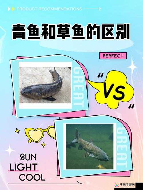 花与剑青鱼获得途径的重要性与管理策略