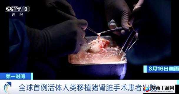 美国人与猪的 DNA：揭示生命的奥秘