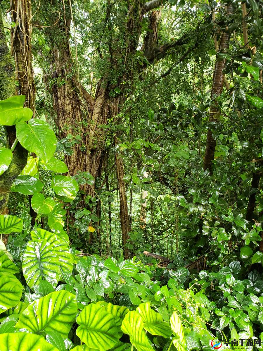 仙踪林在线入口欢迎您免费进:探索神秘仙境的绿色之旅