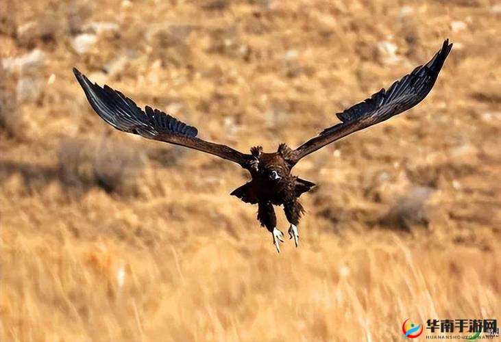 Disorder秃鹫打法技巧分析