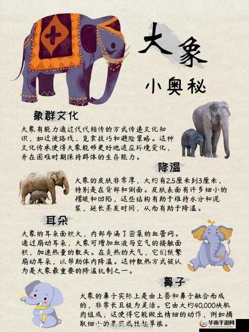 大焦香伊在人线官网大象：带你领略奇妙的大象世界