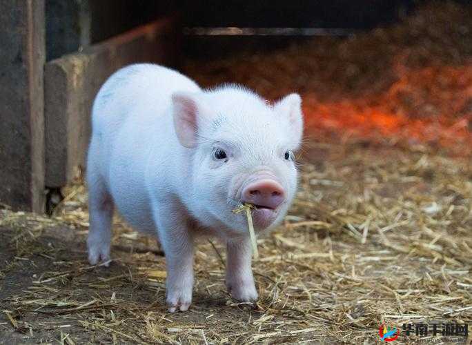 欧美 zooskoolpigzoo 猪的独特魅力与精彩呈现