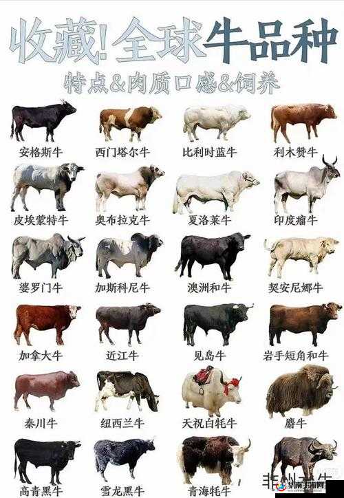 Zoom 与牛性 Zoom1 的区别究竟在哪