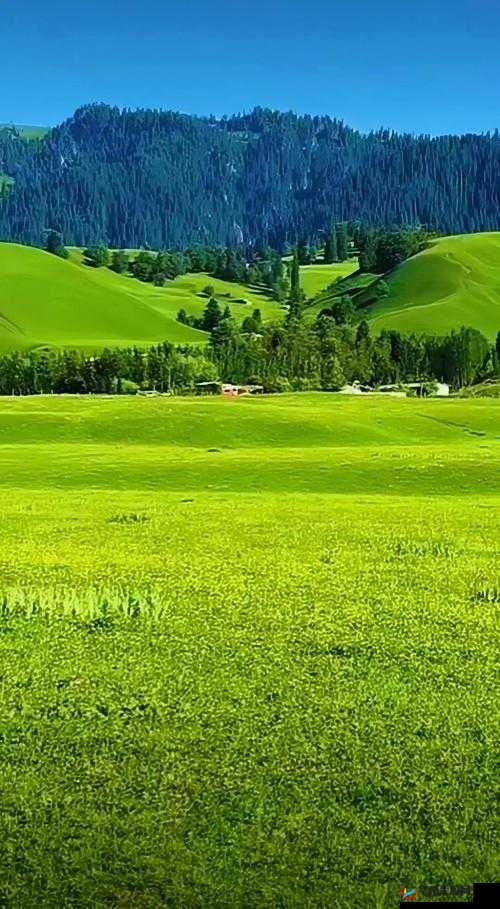 青青草原国产：一个充满魅力与故事的独特世界