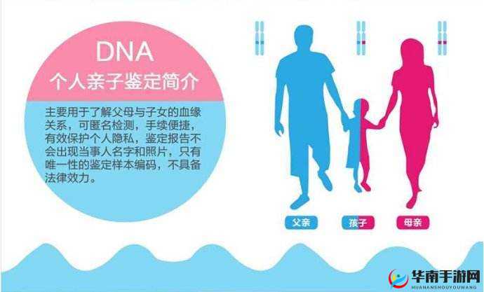 母亲和儿子 DNA 一样吗：探寻亲子间遗传密码的奥秘