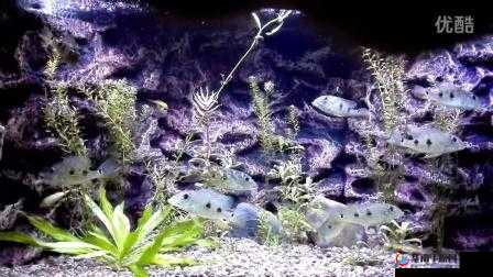 文明大爆炸，水族馆VS剧场，哪个才是你的娱乐首选？