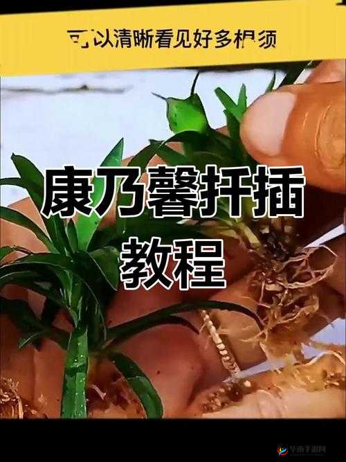 完整扦插过程视频：详细步骤与关键技巧全展示