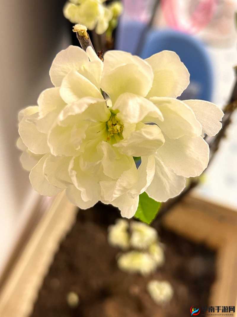 风月海棠9是免费的吗:关于其是否免费的详细探讨