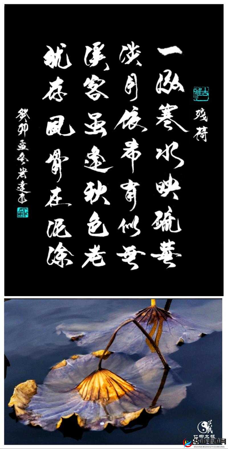 老人独舟赏雨荷：静谧时光中的诗意与孤独