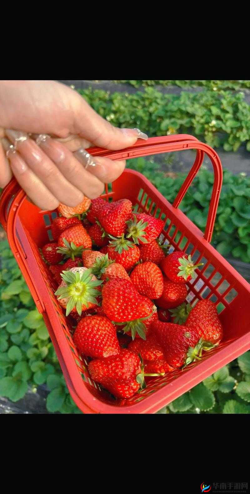 草莓视频草莓视频草莓 X：带你领略不一样的精彩世界