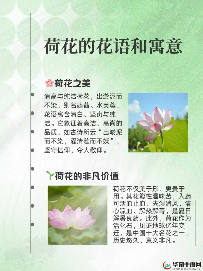 荷花 1777.TⅤKNOW：探索其背后的独特魅力与价值