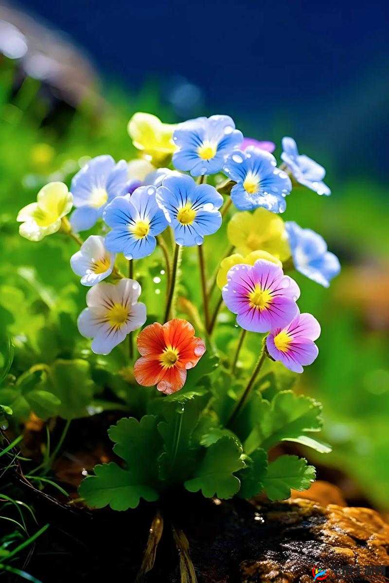 野花视频直播：带你领略大自然中野花的绚烂多姿