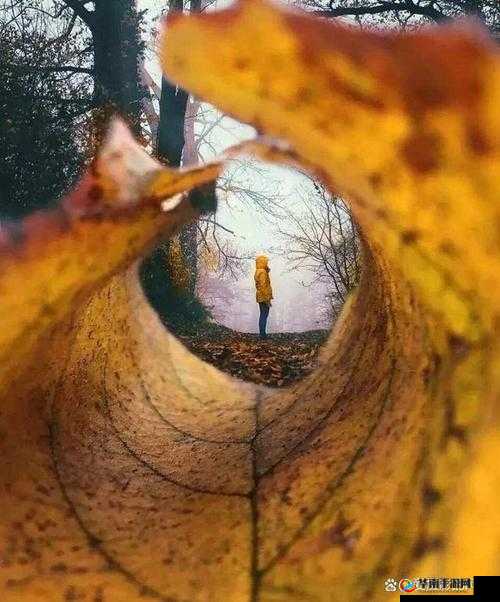 中出图片所蕴含的独特视角与深意探讨