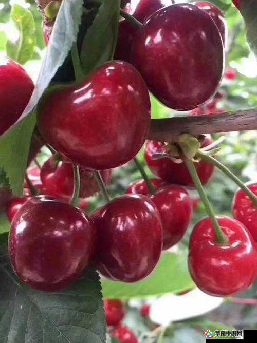 樱桃视频：带来精彩绝伦的视觉盛宴