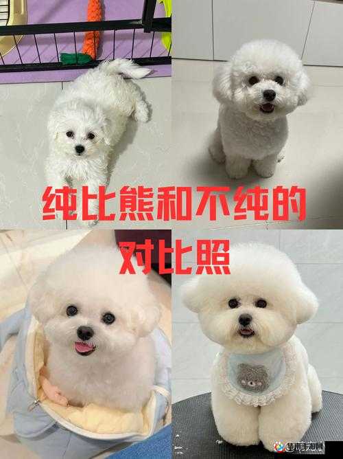 日本 mindup 狗与普通版对比:你不得不知的区别