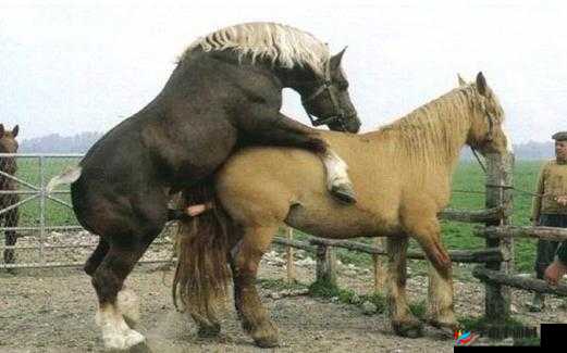 动牲配人XXxXx配视频：深度解析背后的独特视角与内涵