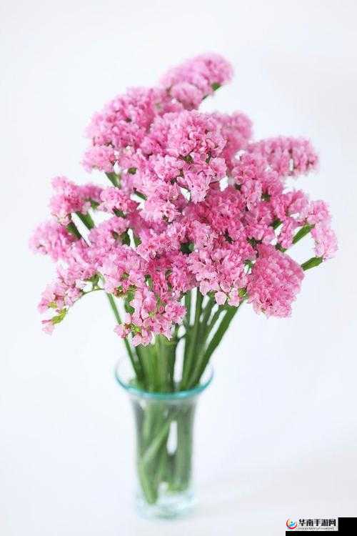 囚徒法国满天星:绽放于法兰西的璀璨星辰之花