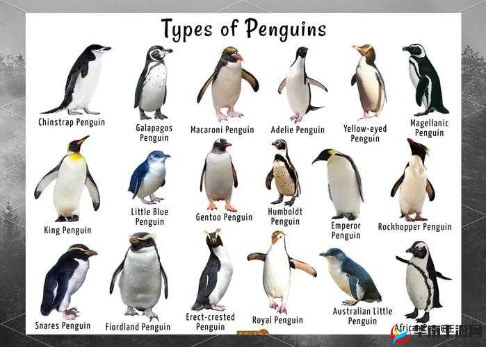 给个网站 2021 年直接进入的秘密：带你探索未知的奇妙世界