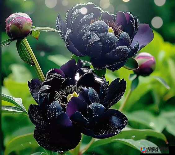 国色天香综合征：探寻其独特魅力与奥秘