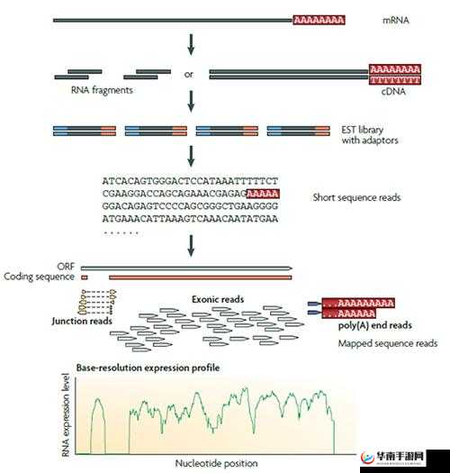 杂交：连接 RNA 和 cDNA 的桥梁