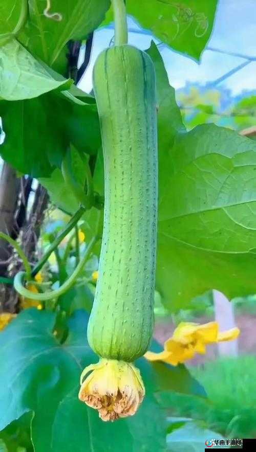 小猪草莓丝瓜深夜释放自己歌词：心灵深处的情感倾诉