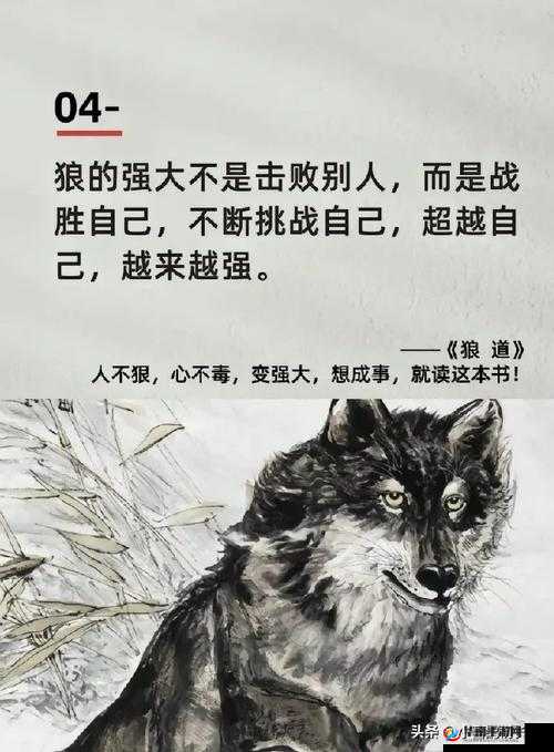 老狼在无人区的表现:绝境中的坚韧与生存智慧大揭秘