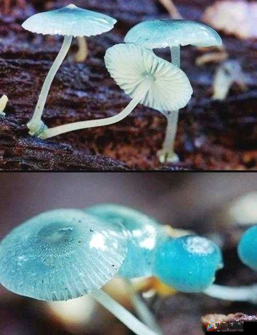 蓝蘑菇的奇妙世界，探索创造与魔法中的珍贵资源