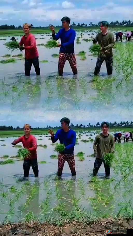 情侣24 种插秧法之详细解读与实践技巧分享