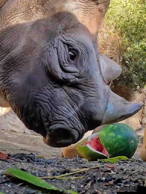 黑暗与光明犀牛吃什么