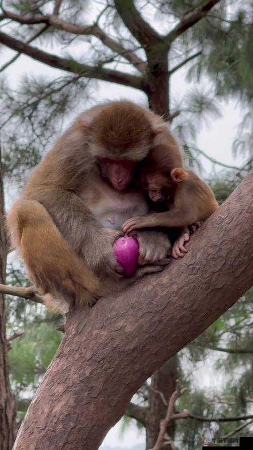 两人生猴子全程无被子可以吗?探讨真实生活场景中的健康与舒适度