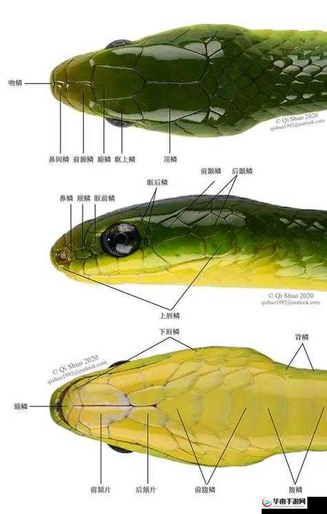 俄罗斯copperhead蛇的生态习性及分布区域详解：如何识别与防范这一独特物种？