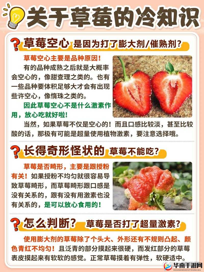 蜜丝婷大草莓VS小草莓全方位对比：口感、营养价值及选购指南大揭秘