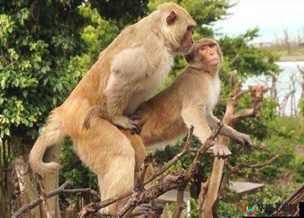 老太BBwwBBww高潮人与禽生成：探讨人类与动物行为中的情感表达与生理反应