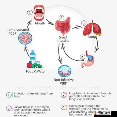 缺氧中的蛞蝓如何变成发电的工具生物——演变史专题