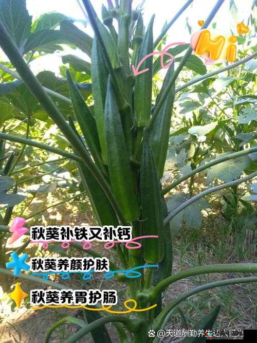 榴莲秋葵向日葵茄子丝瓜大全：全面解析这些独特植物的种植技巧与营养价值