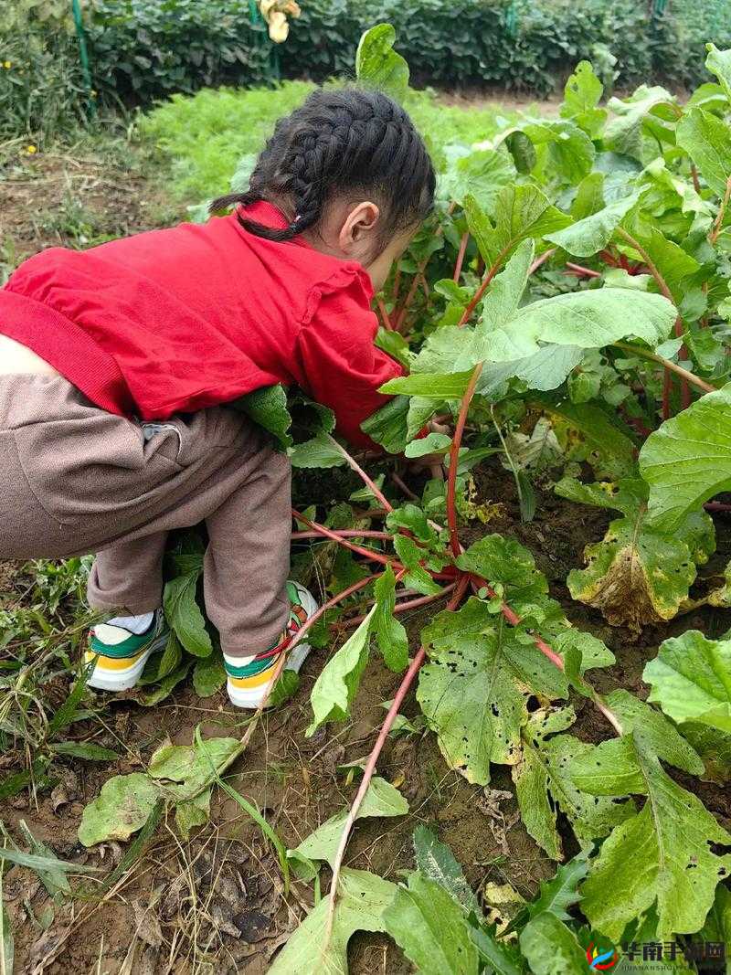 12岁拔萝卜一边疼一边叫，小朋友的田园生活体验引发网友热议